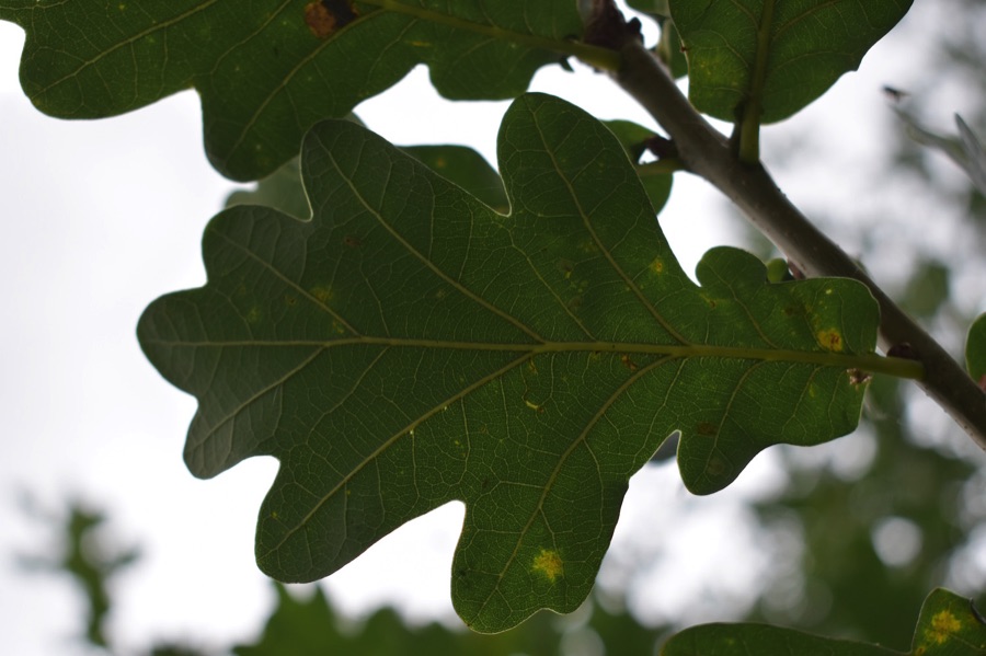 Oak leaf
